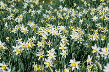 Fototapeta premium A field of daffodils displaying perfect petals on a March Spring day