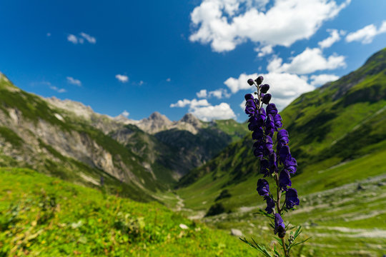 Monkshood with view into a green valley in Austria