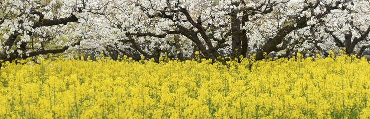 Yellow cauliflower in March, Huai'an, Jiangsu, China