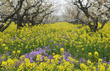 Fototapeta premium Yellow cauliflower in March, Huai'an, Jiangsu, China