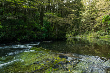 Naklejka na ściany i meble catlins river in the forest