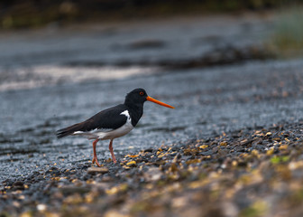 oystercatcher bird on the beach