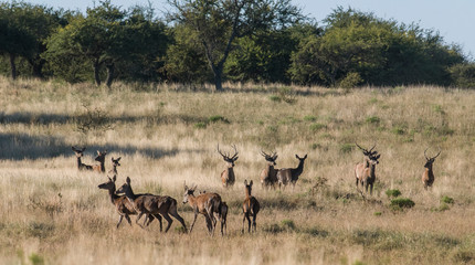 Fototapeta na wymiar Red deer herd in Calden forest, La Pampa, Argentina.