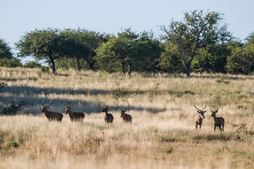 Red deer herd in Calden forest, La Pampa, Argentina.