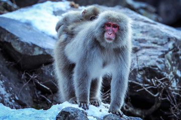 Mother and Baby from Smow monkey family in the Jigokudani Park, Japan