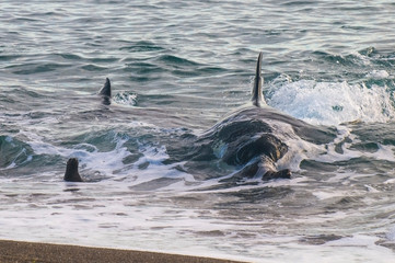 Killer whale hunting sea lions on the paragonian coast, Patagonia, Argentina