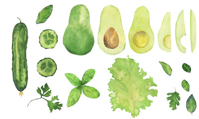 Set of green vegetables isolated on white background. Watercolor hand drawing cucumber, avocado whole and sliced or cut, basil, seasonal greens, lettuce, parsley, celery.