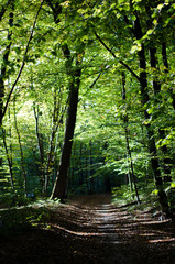 Obraz premium droga w lesie w słoneczny dzień