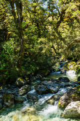 Fototapeta na wymiar clear stream in the forest
