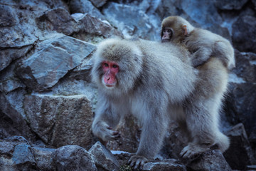 Mother and Baby from Smow monkey family in the Jigokudani Park, Japan