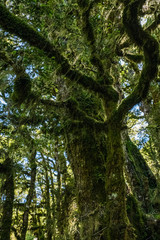 mossy trees in the forest