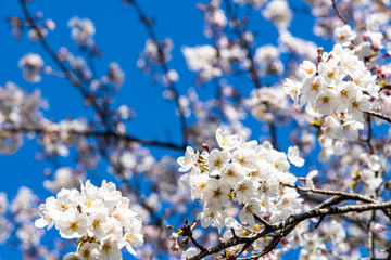cherry blossoms in spring season