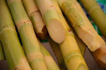 sugar cane