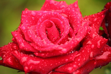 Red rose with water drops