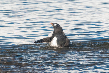  Gentoo Penguin,on an antarctic beach, Neko harbour,Antartica