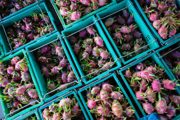 dragon fruit