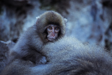 Naklejka premium Mother and Baby from Smow monkey family in the Jigokudani Park, Japan