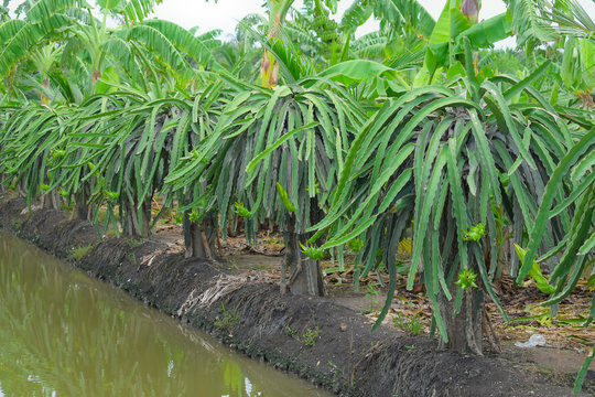 Dragon Fruit Tree