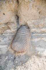 Armadillo in  desert environment, Peninsula Valdes, Patagonia, Argentina