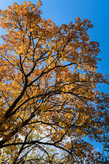 Obraz premium maple tree branches with yellow, red, brownish leaves on a blue sky background, bottom view