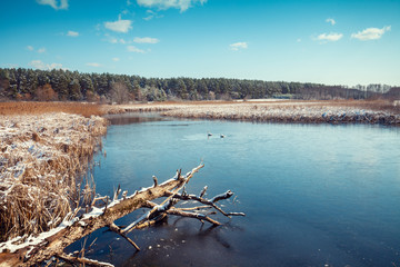 A pair of swans swimming in a frozen lake in early spring
