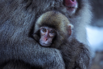 Mother and Baby from Smow monkey family in the Jigokudani Park, Japan