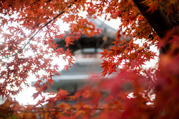 Red Maple Tree with Japanese Temple