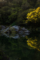 reflections of tree in the forest