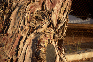 bark of a tree closeup