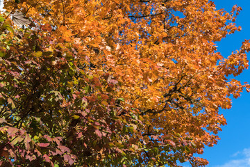 maple tree branches with yellow, red, brownish leaves on a blue sky background, bottom view