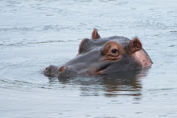 One hippo looking at the camera
