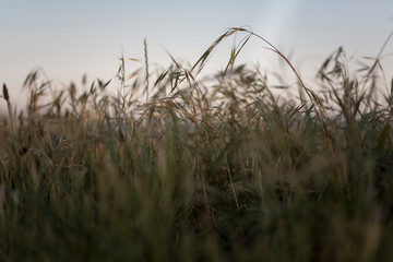 Obraz premium high grass field