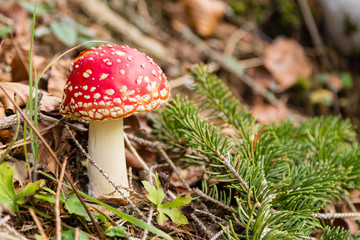 Amanita muscaria mushroom close up, nature background