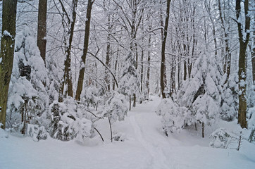 View of a winter snowy forest with trees covered with white fluffy snow on a frosty sunny day