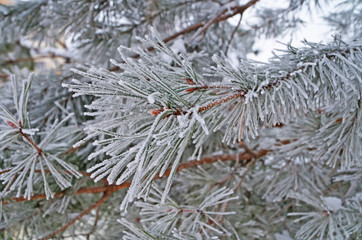 Pine branch with long green needles covered in white snow on a frosty winter day