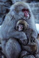 Mother and Baby from Smow monkey family in the Jigokudani Park, Japan