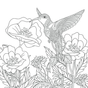 Coloring page. Beautiful hummingbird and poppy flowers. 