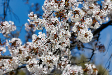 Cherry blossoms in full bloom