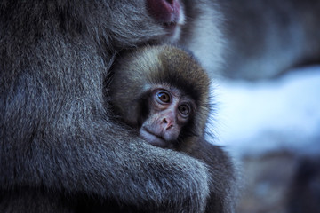 Fototapeta premium Mother and Baby from Smow monkey family in the Jigokudani Park, Japan