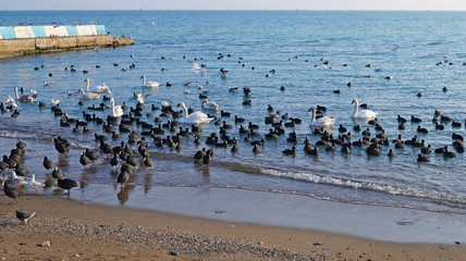 Ducks with black feathers and white swans swim on the coast of Feodosia on a winter clear day