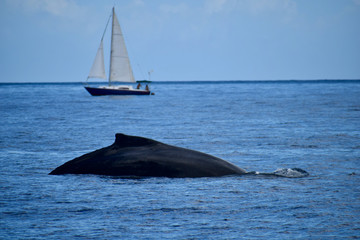 Fototapeta premium baleine à bosse