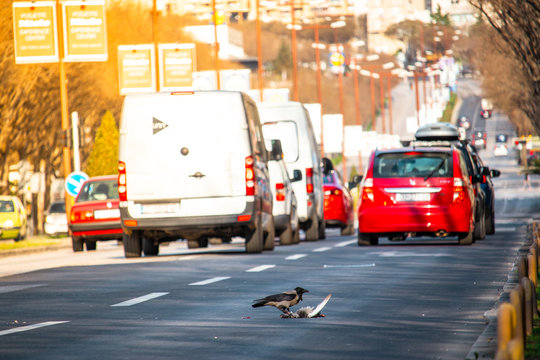Raven eating a corpse of a roadkill bird, standing on a busy public street. Downtown Split, Croatia. Strange urban scenario, creepy environment