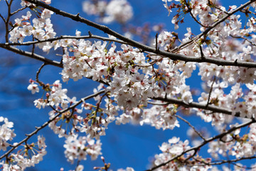 Cherry blossoms in full bloom