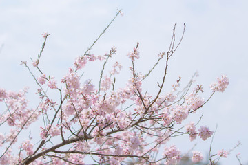 桜咲く頃