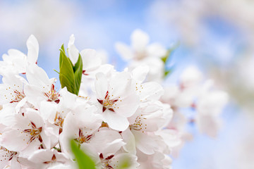 桜咲く頃