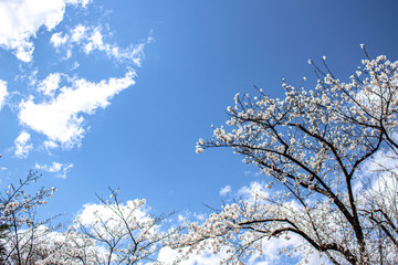 桜咲く頃