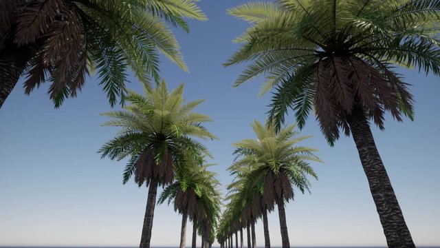 Avenue of palms. Jungle palm leaves. Travel background. Paradise nature. Nature landscape. Palm trees. Sunset day. 4k