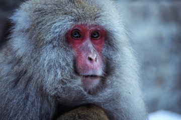 Cute and Nice Snow Monkey in the Jigokudani Park, Japan