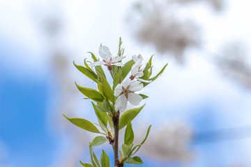 桜咲く頃