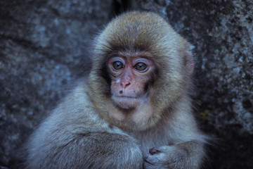 Obraz premium Mother and Baby from Smow monkey family in the Jigokudani Park, Japan